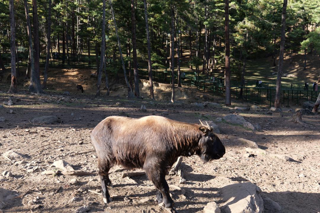 Laya Gasa Trek Bhutan